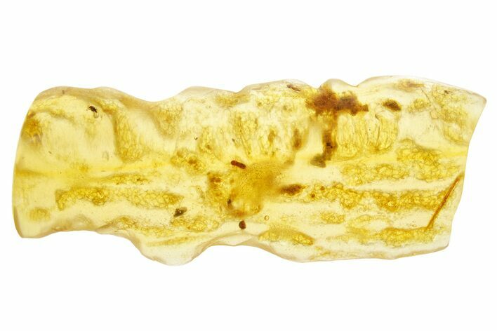 Polished Colombian Copal ( g) - Contains Insects! #355433